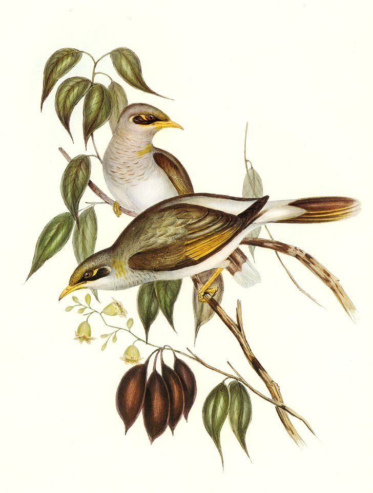 Yellow-throated Miner (Myzantha flavigula) illustrated by Elizabeth Gould (1804–1841) for John Gould’s (1804-1881) Birds of Australia (1972 Edition, 8 volumes). Digitally enhanced from our own facsimile book (1972 Edition, 8 volumes).
