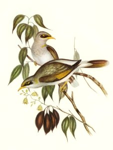 Yellow-throated Miner (Myzantha flavigula) illustrated by Elizabeth Gould (1804–1841) for John Gould’s (1804-1881) Birds of Australia (1972 Edition, 8 volumes). Digitally enhanced from our own facsimile book (1972 Edition, 8 volumes).