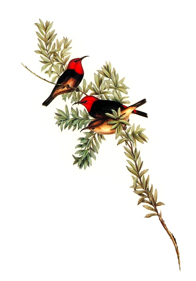 Red-headed Honey-eater (Myzomela erythrocephala) illustrated by Elizabeth Gould (1804–1841) for John Gould’s (1804-1881) Birds of Australia (1972 Edition, 8 volumes). Digitally enhanced from our own facsimile book (1972 Edition, 8 volumes).