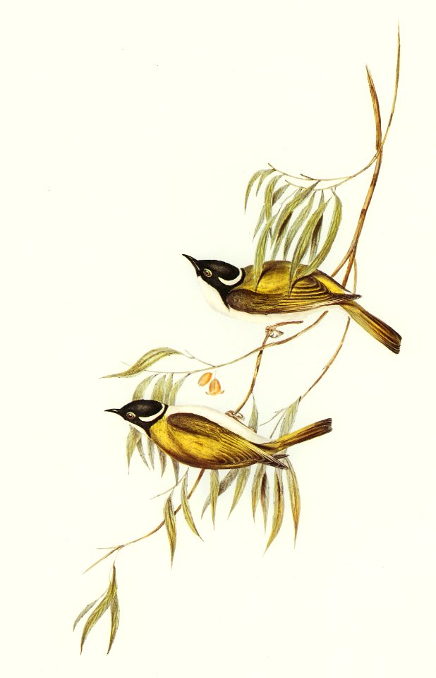 Swan River Honey-eater (Melithreptus chloropsis) illustrated by Elizabeth Gould (1804–1841) for John Gould’s (1804-1881) Birds of Australia (1972 Edition, 8 volumes). Digitally enhanced from our own facsimile book (1972 Edition, 8 volumes).