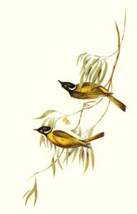 Swan River Honey-eater (Melithreptus chloropsis) illustrated by Elizabeth Gould (1804–1841) for John Gould’s (1804-1881) Birds of Australia (1972 Edition, 8 volumes). Digitally enhanced from our own facsimile book (1972 Edition, 8 volumes).