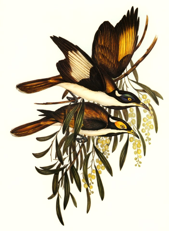 White-pinioned Honey-eater (Entomyza albipennis) illustrated by Elizabeth Gould (1804–1841) for John Gould’s (1804-1881) Birds of Australia (1972 Edition, 8 volumes). Digitally enhanced from our own facsimile book (1972 Edition, 8 volumes).