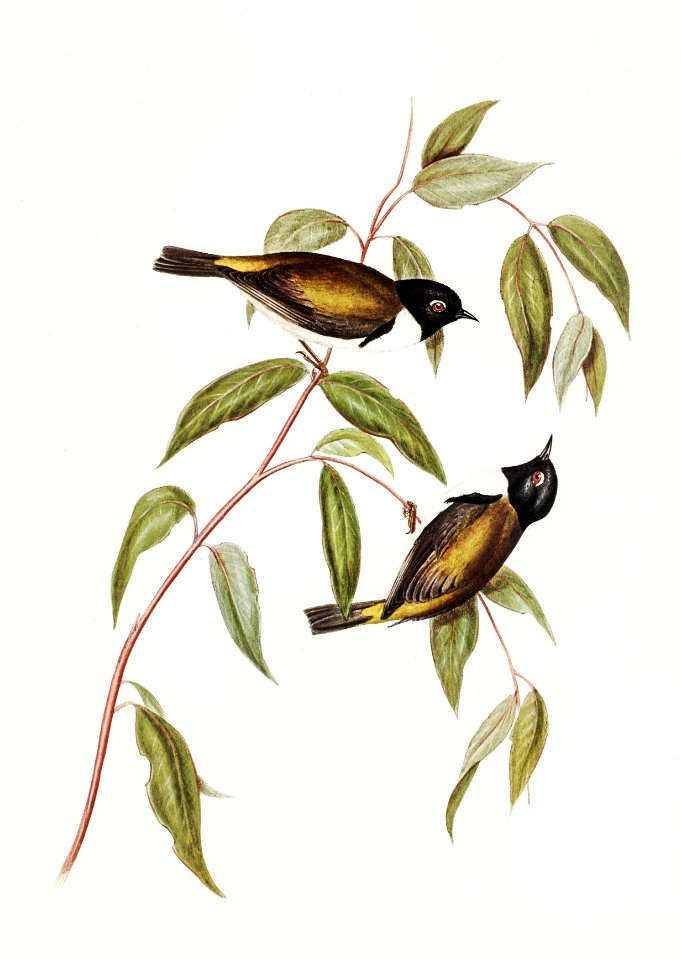 Black-headed Honey-eater (Melthreptus melanocephalus) illustrated by Elizabeth Gould (1804–1841) for John Gould’s (1804-1881) Birds of Australia (1972 Edition, 8 volumes). Digitally enhanced from our own facsimile book (1972 Edition, 8 volumes).