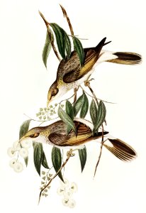 Luteous Honey-eater (Myzantha lutea) illustrated by Elizabeth Gould (1804–1841) for John Gould’s (1804-1881) Birds of Australia (1972 Edition, 8 volumes). Digitally enhanced from our own facsimile book (1972 Edition, 8 volumes).
