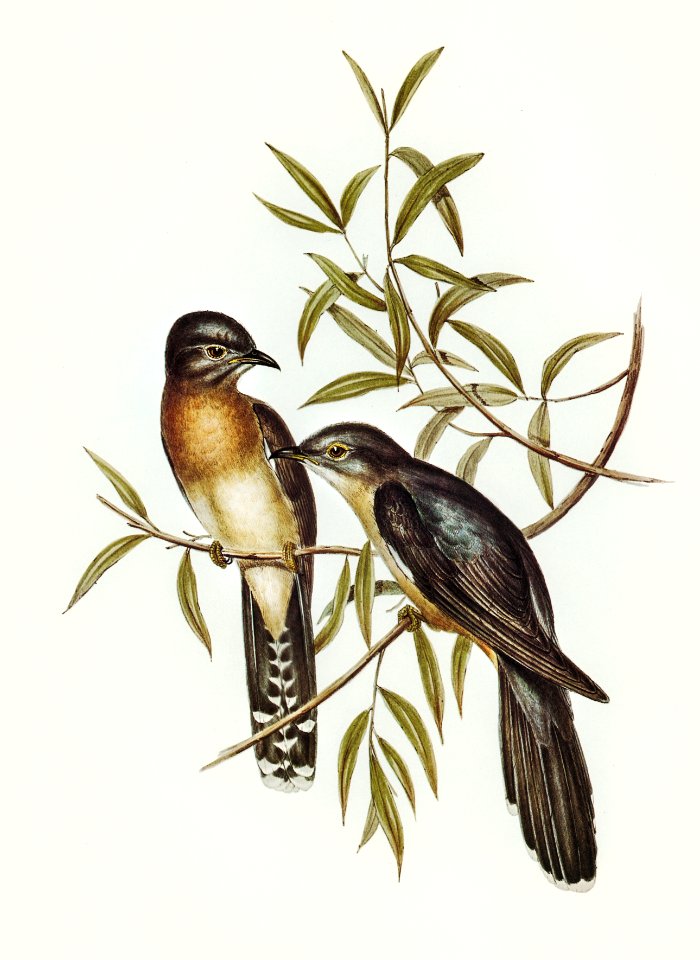 Brush Cuckoo (Cuculus insperatus) illustrated by Elizabeth Gould (1804–1841) for John Gould’s (1804-1881) Birds of Australia (1972 Edition, 8 volumes). Digitally enhanced from our own facsimile book (1972 Edition, 8 volumes).