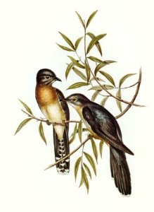 Brush Cuckoo (Cuculus insperatus) illustrated by Elizabeth Gould (1804–1841) for John Gould’s (1804-1881) Birds of Australia (1972 Edition, 8 volumes). Digitally enhanced from our own facsimile book (1972 Edition, 8 volumes).. Free illustration for personal and commercial use.