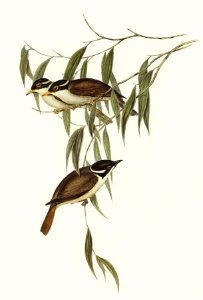 Strong-billed Honey-eater (Melithreptus validirostris) illustrated by Elizabeth Gould (1804–1841) for John Gould’s (1804-1881) Birds of Australia (1972 Edition, 8 volumes). Digitally enhanced from our own facsimile book (1972 Edition, 8 volumes).