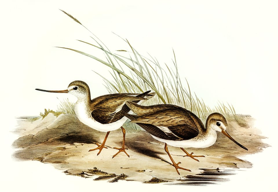 Terek Godwit (Terekia cinerea) illustrated by Elizabeth Gould (1804–1841) for John Gould’s (1804-1881) Birds of Australia (1972 Edition, 8 volumes). Digitally enhanced from our own facsimile book (1972 Edition, 8 volumes).