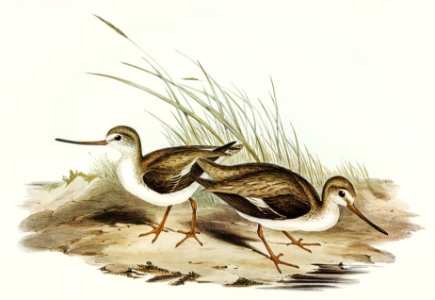 Terek Godwit (Terekia cinerea) illustrated by Elizabeth Gould (1804–1841) for John Gould’s (1804-1881) Birds of Australia (1972 Edition, 8 volumes). Digitally enhanced from our own facsimile book (1972 Edition, 8 volumes).