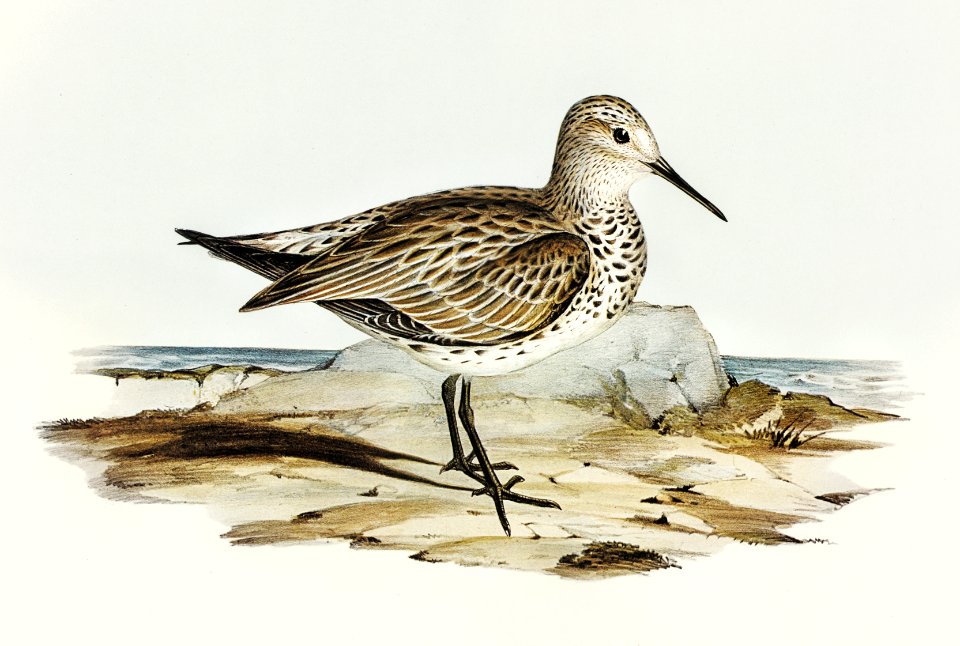 Great Sandpiper (Schoeniclus magnus) illustrated by Elizabeth Gould (1804–1841) for John Gould’s (1804-1881) Birds of Australia (1972 Edition, 8 volumes). Digitally enhanced from our own facsimile book (1972 Edition, 8 volumes).
