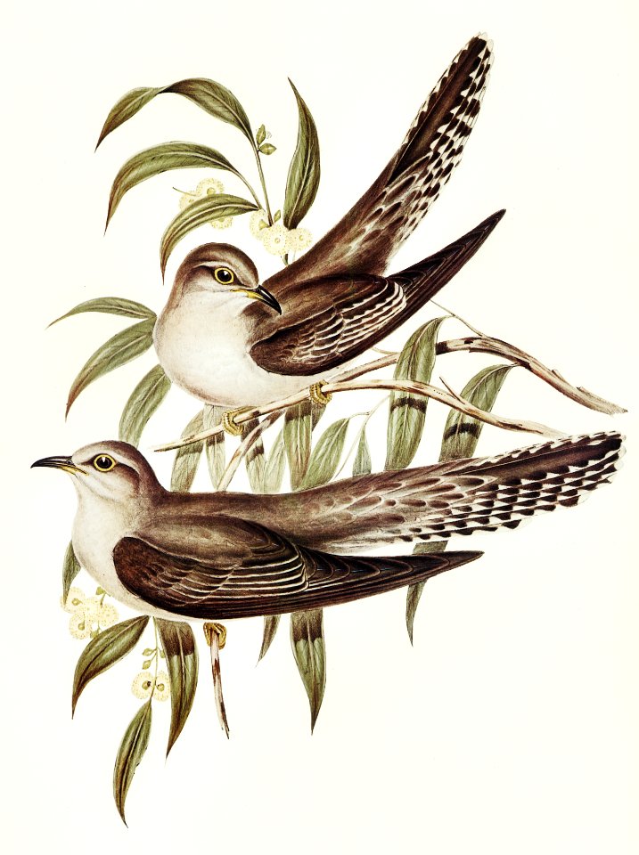 Unadorned Cuckoo (Cuculus inornatus) illustrated by Elizabeth Gould (1804–1841) for John Gould’s (1804-1881) Birds of Australia (1972 Edition, 8 volumes). Digitally enhanced from our own facsimile book (1972 Edition, 8 volumes).