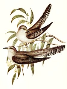 Unadorned Cuckoo (Cuculus inornatus) illustrated by Elizabeth Gould (1804–1841) for John Gould’s (1804-1881) Birds of Australia (1972 Edition, 8 volumes). Digitally enhanced from our own facsimile book (1972 Edition, 8 volumes).