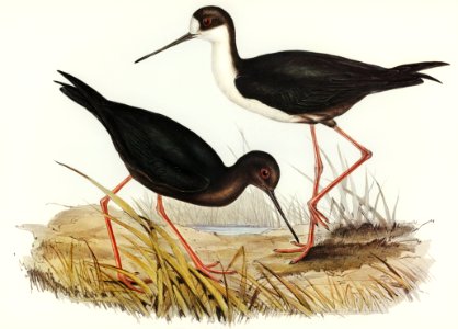 New Zealand Stilt (Himantopus Novae-Zelandiae) illustrated by Elizabeth Gould (1804–1841) for John Gould’s (1804-1881) Birds of Australia (1972 Edition, 8 volumes). Digitally enhanced from our own facsimile book (1972 Edition, 8 volumes).