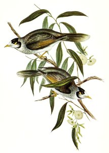 Garrulous Honey-eater (Myzantha garrula) illustrated by Elizabeth Gould (1804–1841) for John Gould’s (1804-1881) Birds of Australia (1972 Edition, 8 volumes). Digitally enhanced from our own facsimile book (1972 Edition, 8 volumes).