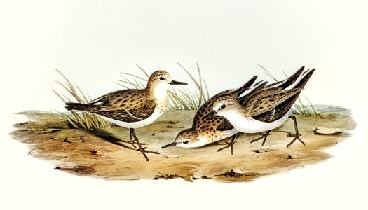 Little Sandpiper (Schoeniclus Aalbescens) illustrated by Elizabeth Gould (1804–1841) for John Gould’s (1804-1881) Birds of Australia (1972 Edition, 8 volumes). Digitally enhanced from our own facsimile book (1972 Edition, 8 volumes).