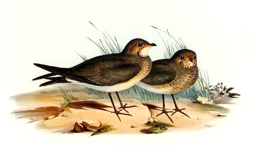 Oriental Pratincole (Glareola Orientalis) illustrated by Elizabeth Gould (1804–1841) for John Gould’s (1804-1881) Birds of Australia (1972 Edition, 8 volumes). Digitally enhanced from our own facsimile book (1972 Edition, 8 volumes).