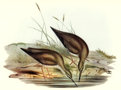 Grey-rumped Sandpaper (Totanus griseopygius) illustrated by Elizabeth Gould (1804–1841) for John Gould’s (1804-1881) Birds of Australia (1972 Edition, 8 volumes). Digitally enhanced from our own facsimile book (1972 Edition, 8 volumes).