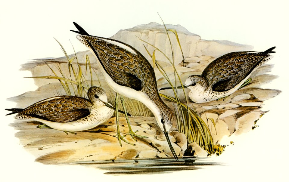 Australian Greenshank (Glottis Glottoides) illustrated by Elizabeth Gould (1804–1841) for John Gould’s (1804-1881) Birds of Australia (1972 Edition, 8 volumes). Digitally enhanced from our own facsimile book (1972 Edition, 8 volumes).