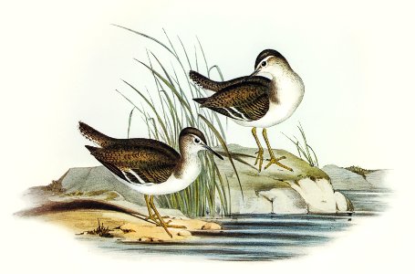 Fairy Sandpiper (Actitis empusa) illustrated by Elizabeth Gould (1804–1841) for John Gould’s (1804-1881) Birds of Australia (1972 Edition, 8 volumes). Digitally enhanced from our own facsimile book (1972 Edition, 8 volumes).
