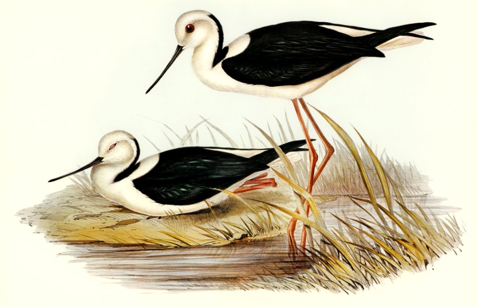 White-headed Stilt (Himantopus leucocephalus) illustrated by Elizabeth Gould (1804–1841) for John Gould’s (1804-1881) Birds of Australia (1972 Edition, 8 volumes). Digitally enhanced from our own facsimile book (1972 Edition, 8 volumes).