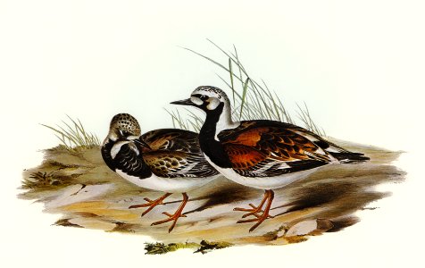 Turnstone (Strepsilas Interpres) illustrated by Elizabeth Gould (1804–1841) for John Gould’s (1804-1881) Birds of Australia (1972 Edition, 8 volumes). Digitally enhanced from our own facsimile book (1972 Edition, 8 volumes).