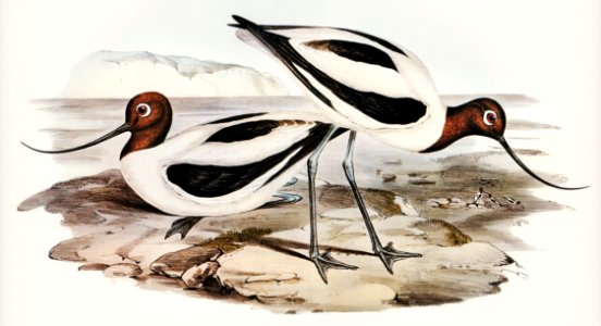 Red-necked Avocet (Recurvirostris rubricollis) illustrated by Elizabeth Gould (1804–1841) for John Gould’s (1804-1881) Birds of Australia (1972 Edition, 8 volumes). Digitally enhanced from our own facsimile book (1972 Edition, 8 volumes).