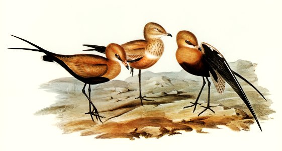 Australian Pratincole (Glareola grallaria) illustrated by Elizabeth Gould (1804–1841) for John Gould’s (1804-1881) Birds of Australia (1972 Edition, 8 volumes). Digitally enhanced from our own facsimile book (1972 Edition, 8 volumes).