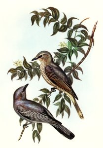 Jardine’s cuckooshrike (Campephaga Jardinii) illustrated by Elizabeth Gould (1804–1841) for John Gould’s (1804-1881) Birds of Australia (1972 Edition, 8 volumes). Digitally enhanced from our own facsimile book (1972 Edition, 8 volumes).