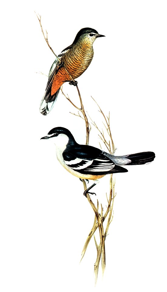 Black and White cuckooshrike (Campephaga leucomela) illustrated by Elizabeth Gould (1804–1841) for John Gould’s (1804-1881) Birds of Australia (1972 Edition, 8 volumes). Digitally enhanced from our own facsimile book (1972 Edition, 8 volumes).