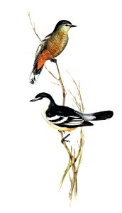 Black and White cuckooshrike (Campephaga leucomela) illustrated by Elizabeth Gould (1804–1841) for John Gould’s (1804-1881) Birds of Australia (1972 Edition, 8 volumes). Digitally enhanced from our own facsimile book (1972 Edition, 8 volumes).