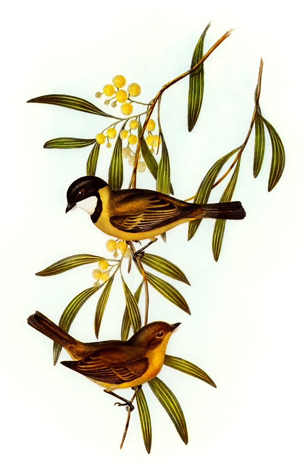 Guttural Pachycephala (Pachycephala gutturalis) illustrated by Elizabeth Gould (1804–1841) for John Gould’s (1804-1881) Birds of Australia (1972 Edition, 8 volumes). Digitally enhanced from our own facsimile book (1972 Edition, 8 volumes).