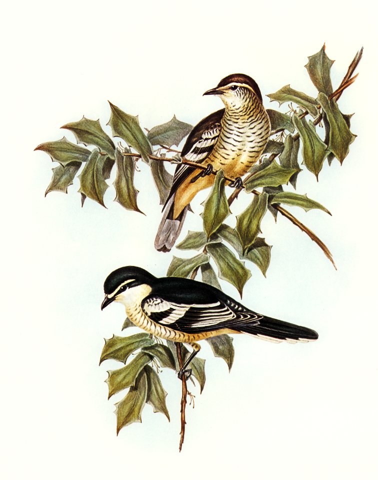 Northern cuckooshrike (Campephaga Karu) illustrated by Elizabeth Gould (1804–1841) for John Gould’s (1804-1881) Birds of Australia (1972 Edition, 8 volumes). Digitally enhanced from our own facsimile book (1972 Edition, 8 volumes).