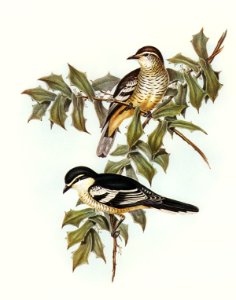 Northern cuckooshrike (Campephaga Karu) illustrated by Elizabeth Gould (1804–1841) for John Gould’s (1804-1881) Birds of Australia (1972 Edition, 8 volumes). Digitally enhanced from our own facsimile book (1972 Edition, 8 volumes).