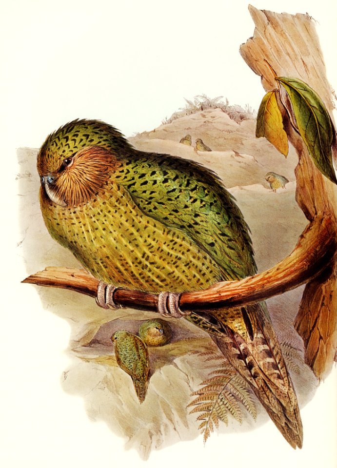 Kakapo (Strigops habroptius) illustrated by Elizabeth Gould (1804–1841) for John Gould’s (1804-1881) Birds of Australia (1972 Edition, 8 volumes). Digitally enhanced from our own facsimile book (1972 Edition, 8 volumes).