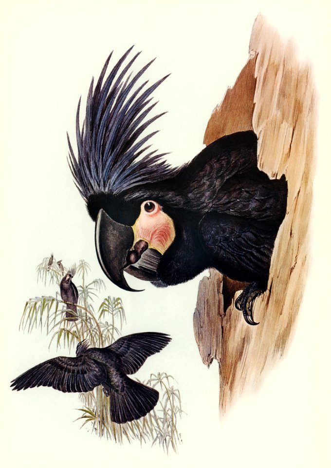Great Palm-Cuckatoo (Microglossus aterrimus) illustrated by Elizabeth Gould (1804–1841) for John Gould’s (1804-1881) Birds of Australia (1972 Edition, 8 volumes). Digitally enhanced from our own facsimile book (1972 Edition, 8 volumes).