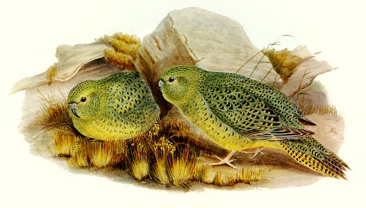 Nocturnal Ground-Parakeet (Geopsittacus occidentalis) illustrated by Elizabeth Gould (1804–1841) for John Gould’s (1804-1881) Birds of Australia (1972 Edition, 8 volumes). Digitally enhanced from our own facsimile book (1972 Edition, 8 volumes).