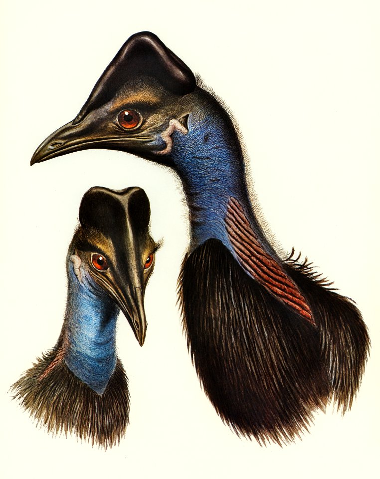 Bennett's Cassowary (Casuarius Bennetti) illustrated by Elizabeth Gould (1804–1841) for John Gould’s (1804-1881) Birds of Australia (1972 Edition, 8 volumes). Digitally enhanced from our own facsimile book (1972 Edition, 8 volumes).