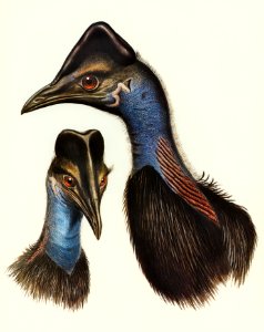 Bennett's Cassowary (Casuarius Bennetti) illustrated by Elizabeth Gould (1804–1841) for John Gould’s (1804-1881) Birds of Australia (1972 Edition, 8 volumes). Digitally enhanced from our own facsimile book (1972 Edition, 8 volumes).