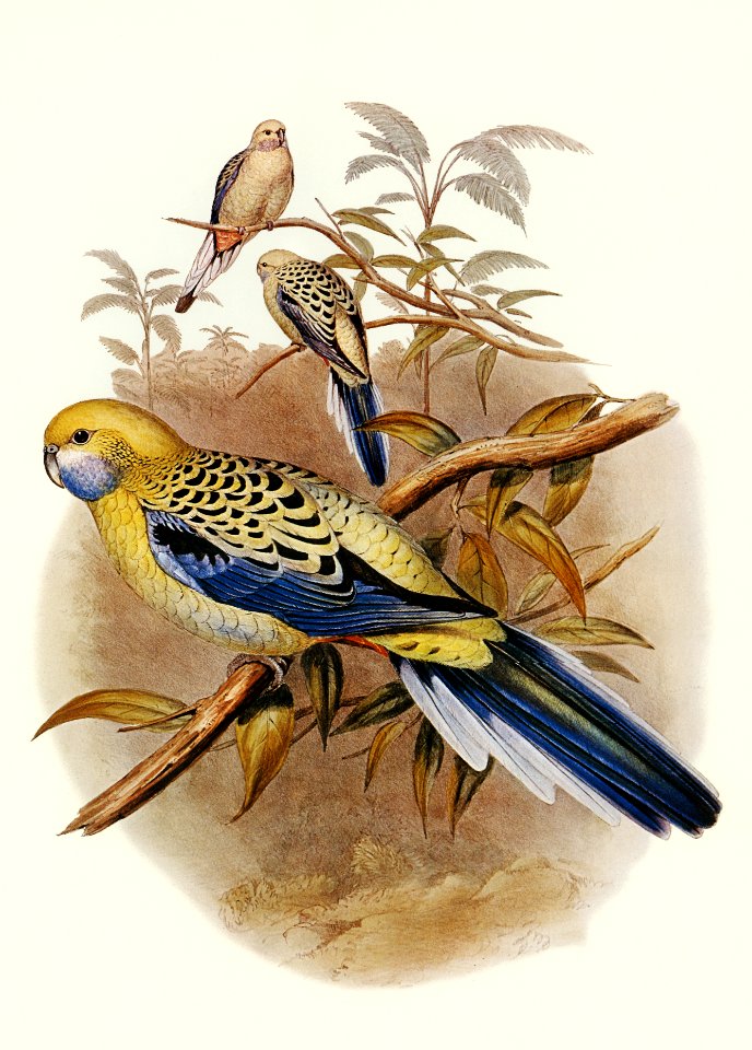 Blue-cheeked Parakeet (Platycercus cyanogenys) illustrated by Elizabeth Gould (1804–1841) for John Gould’s (1804-1881) Birds of Australia (1972 Edition, 8 volumes). Digitally enhanced from our own facsimile book (1972 Edition, 8 volumes).