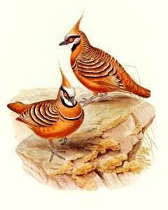 Rust-coloured Bronzewing (Lophophaps ferruginea) illustrated by Elizabeth Gould (1804–1841) for John Gould’s (1804-1881) Birds of Australia (1972 Edition, 8 volumes). Digitally enhanced from our own facsimile book (1972 Edition, 8 volumes).