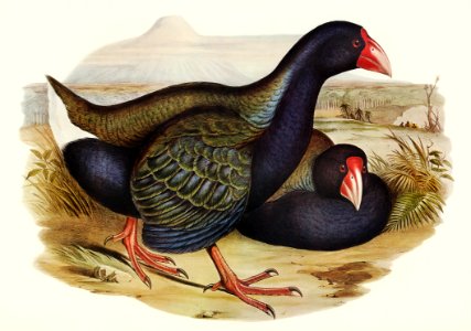 Notornis (Notornix Mantelli) illustrated by Elizabeth Gould (1804–1841) for John Gould’s (1804-1881) Birds of Australia (1972 Edition, 8 volumes). Digitally enhanced from our own facsimile book (1972 Edition, 8 volumes).