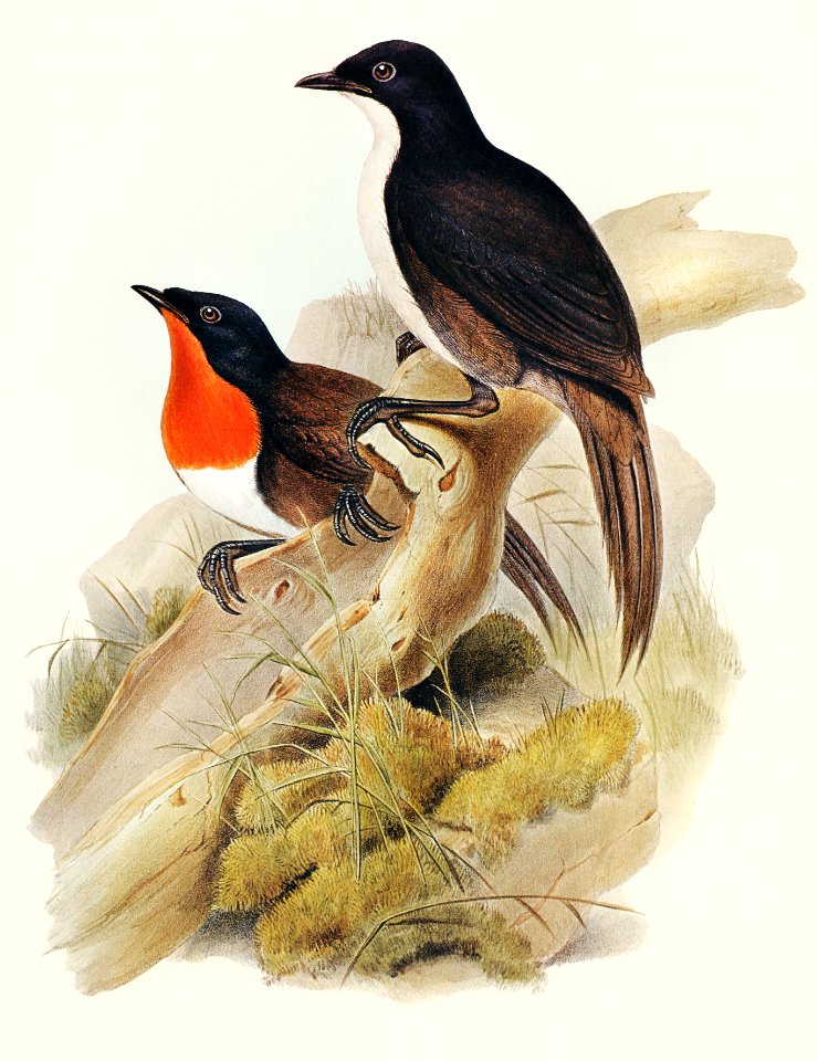 Spalding's orthonyx (Orthonyx Spaldingi) illustrated by Elizabeth Gould (1804–1841) for John Gould’s (1804-1881) Birds of Australia (1972 Edition, 8 volumes). Digitally enhanced from our own facsimile book (1972 Edition, 8 volumes).
