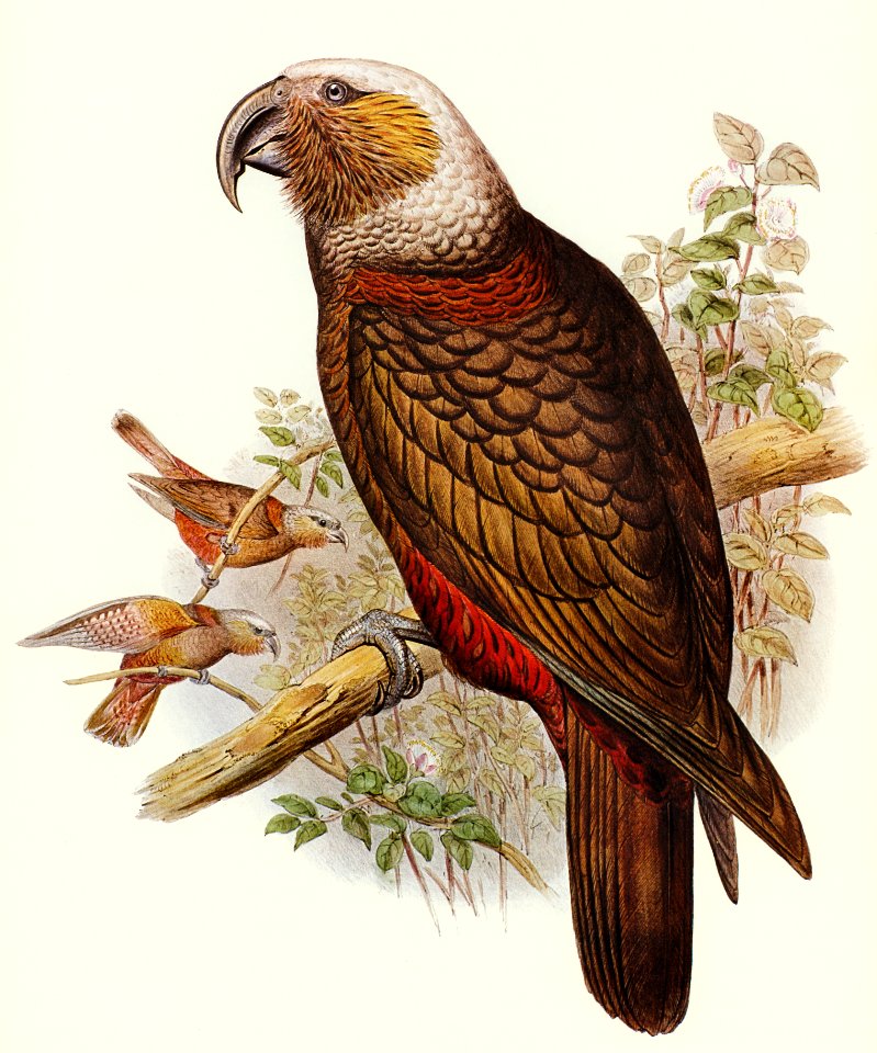 Ka-ka Parrot (Nestor hypopolius) illustrated by Elizabeth Gould (1804–1841) for John Gould’s (1804-1881) Birds of Australia (1972 Edition, 8 volumes). Digitally enhanced from our own facsimile book (1972 Edition, 8 volumes).