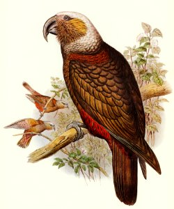 Ka-ka Parrot (Nestor hypopolius) illustrated by Elizabeth Gould (1804–1841) for John Gould’s (1804-1881) Birds of Australia (1972 Edition, 8 volumes). Digitally enhanced from our own facsimile book (1972 Edition, 8 volumes).