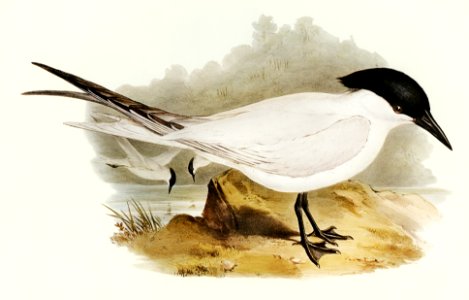 Great-footed Tern (Gelochelidon macrotarsa) illustrated by Elizabeth Gould (1804–1841) for John Gould’s (1804-1881) Birds of Australia (1972 Edition, 8 volumes). Digitally enhanced from our own facsimile book (1972 Edition, 8 volumes).