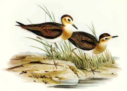 Brown Plover (Charadrius veredus) illustrated by Elizabeth Gould (1804–1841) for John Gould’s (1804-1881) Birds of Australia (1972 Edition, 8 volumes). Digitally enhanced from our own facsimile book (1972 Edition, 8 volumes).
