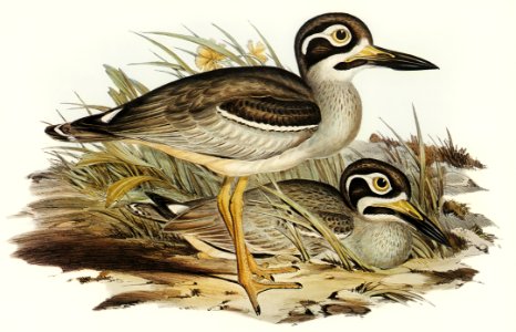 Large-billed Plover (Esacus magnirostris) illustrated by Elizabeth Gould (1804–1841) for John Gould’s (1804-1881) Birds of Australia (1972 Edition, 8 volumes). Digitally enhanced from our own facsimile book (1972 Edition, 8 volumes).