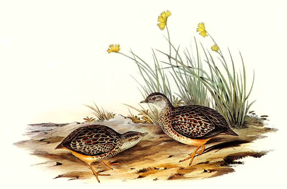 Sparkling Hemipode (Hemipodius scintillans) illustrated by Elizabeth Gould (1804–1841) for John Gould’s (1804-1881) Birds of Australia (1972 Edition, 8 volumes). Digitally enhanced from our own facsimile book (1972 Edition, 8 volumes).