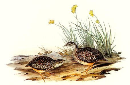Sparkling Hemipode (Hemipodius scintillans) illustrated by Elizabeth Gould (1804–1841) for John Gould’s (1804-1881) Birds of Australia (1972 Edition, 8 volumes). Digitally enhanced from our own facsimile book (1972 Edition, 8 volumes).