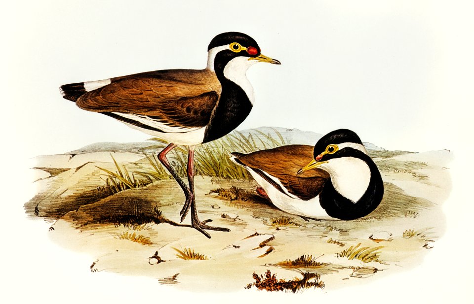 Black-breasted Pewit (Sarciophorus pectoralis) illustrated by Elizabeth Gould (1804–1841) for John Gould’s (1804-1881) Birds of Australia (1972 Edition, 8 volumes). Digitally enhanced from our own facsimile book (1972 Edition, 8 volumes).